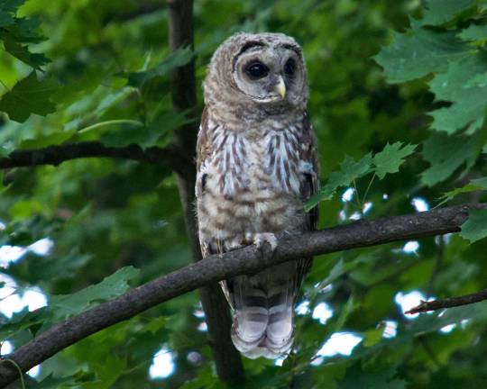Now that’s a hoot Baby