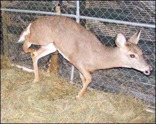 Warwick Valley Humane Society helps rescue deer with broken leg Warwick Valley Humane Society helps rescue deer with broken leg