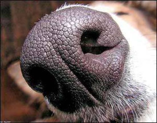 These canines have a bone to pick with cancer These canines have a bone to pick with cancer