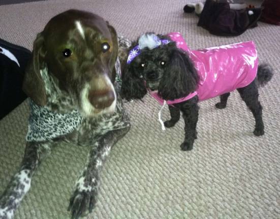 Pampered pets Submitted by Michelle Moretto of Vernon, N.J. "Jeannie is sporting her leopard bandana and Jasmine has her pretty bow and pink raincoat on."