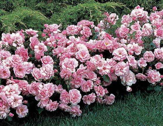 Everything's coming up roses GREENWOOD LAKE. Horticulturist Jane Barba returns to the Greenwood Lake Public Library to talk about 'Some of the Best Roses' on July 25. Horticulturist Jane Barba returns to the Greenwood Lake Public Library on July 25, to talk about "Some of the Best Roses," which she describes as low-maintenance, disease resistant with no chemicals or extra fussing.