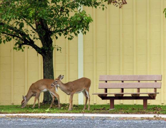 Oh, deer Oh, deer