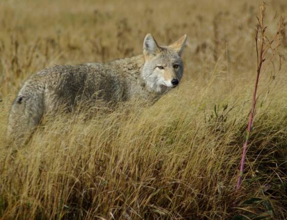 DEC: How to avoid conflicts with coyotes DEC: How to avoid conflicts with coyotes