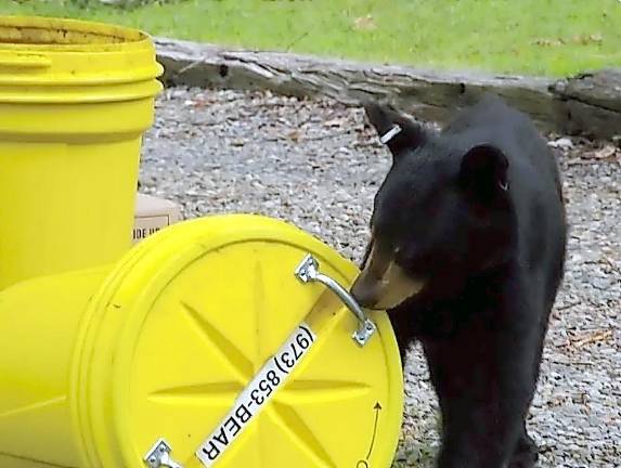 The bare bones about bear encounters A black bear tries to figure out how to open a trash can, in Barry Lakes, NJ.