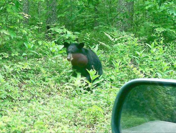 The bare bones about bear encounters A bear seen in High Point State Park, in NJ.