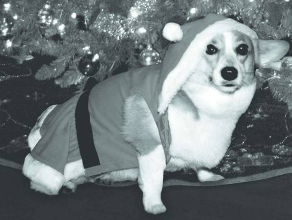 Keeping your furry friends safe this holiday season Keeping your furry friends safe this holiday season