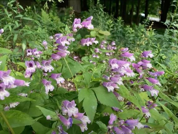 Native plants: Native plants have existed in a specific region (like the Hudson Valley or northeast US) for thousands of years. They are often removed during real estate development. They have co-evolved with insect populations and birds, which feed on the insects. They contain a balanced chemical composition of protein and sugars, and are necessary to maintain a rich ecosystem.