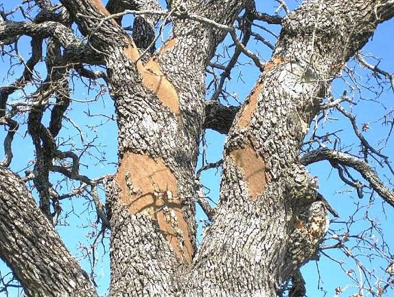 Watch out for oak wilt disease, says Shade Tree Commission