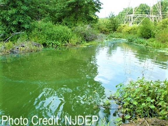 Regional lakes faring better than Lake Hopatcong following harmful algal bloom Photos of the different appearances of a Harmful Algal Bloom looking like spilled green paint or like pea soup. DEP photos