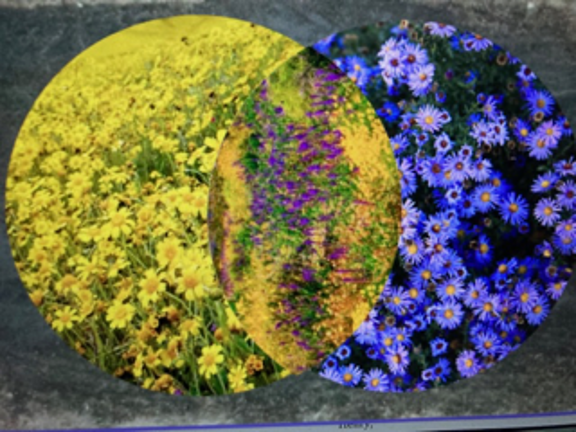 Pollinators are planted A rendering of the completed pollinator garden