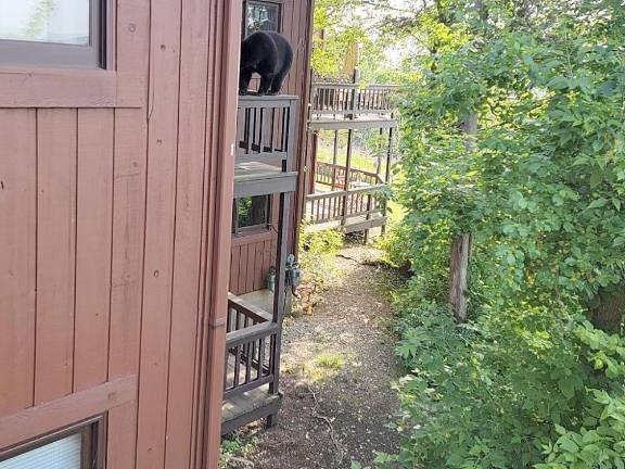 The bare bones about bear encounters A black bear on a two-story deck in Great Gorge Village, Vernon, NJ.