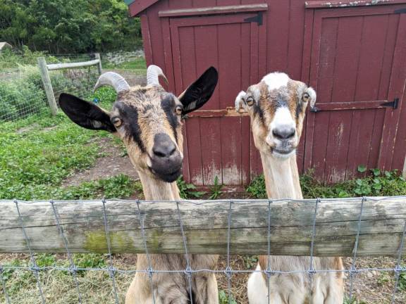 Visitors can meet the Iron Horse goats. Provided photo.