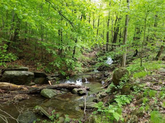 Sustainable Warwick to hold ‘Wild Woods Restoration Project’ lecture Sustainable Warwick to hold ‘Wild Woods Restoration Project’ lecture