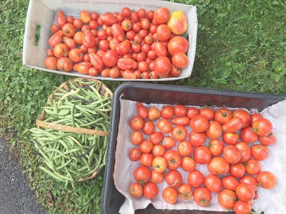 With the COVID pandemic looming, the organizers of the Warwick Community Garden decided to plant mainly a few things like tomatoes, peppers and green beans, things that produced abundant and could be easily shared. In the last week of August, this is what those deliveries to the Warwick Food Pantry looked like. Provided photo.