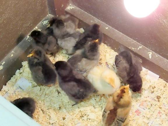 Golden Hill welcomes chicks