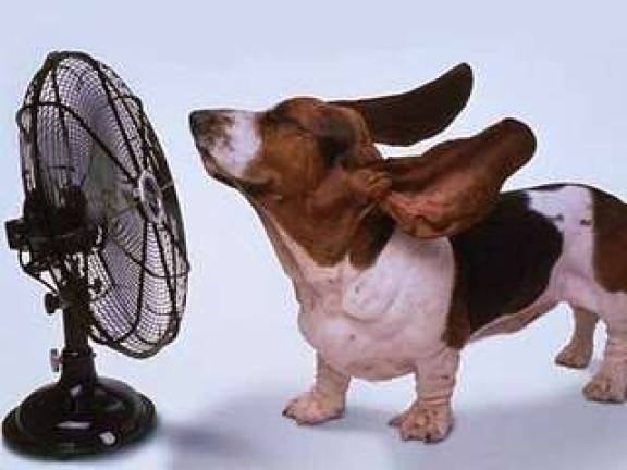 Dr. Hudson: Guard against heat stroke Dr. Hudson: Guard against heat stroke