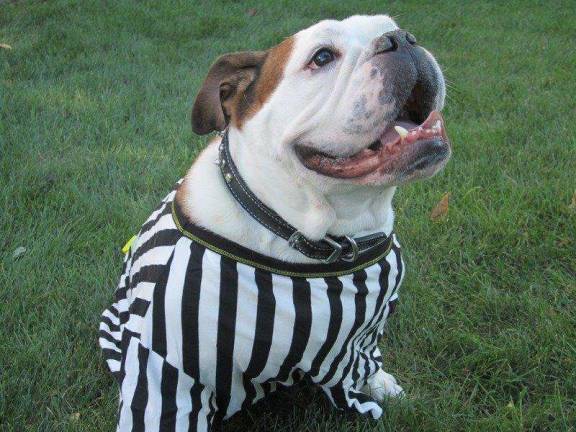 Pampered pets Submitted by Victoria Davidson of Hardyston, N.J. "Ready for the Super Bowl! This is the Bulldog that rescued us :) We got him from a shelter in NY. Who would surrender or mistreat this beautiful face?"