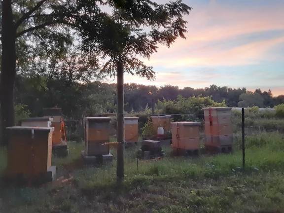 Little York Apiary