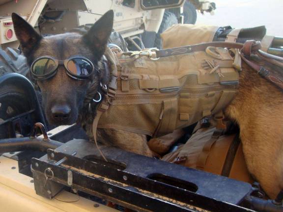 Flags ordered half-staff for Warwick Marine killed in Afghanistan Photo provided by the U.S. Marines Described by the Marines as a "multipurpose canine," this dog was killed in the same attack that killed Sgt. Eric D. Christian and Cpl. David M. Sonka in Afghanistan on May 4.