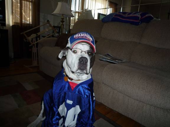 Pampered pets Submitted by Tina Pelaez of Chester, N.Y. "Baby watching the Giant game. Diehard fan."