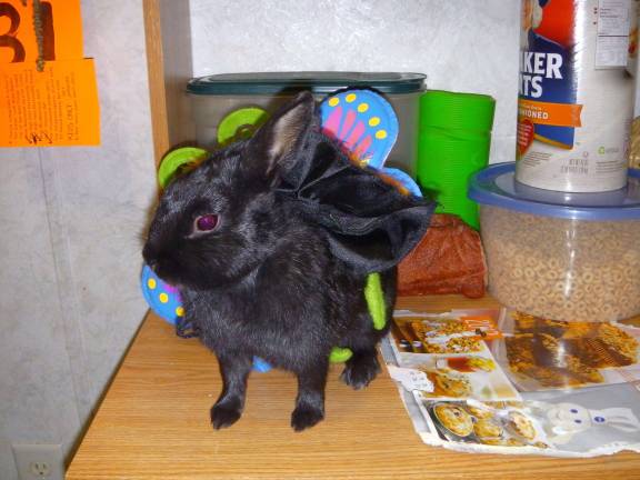 Pampered pets Submitted by Linda and Tom Meyers of Middletown, N.Y. "Cheyenne dressed in wings and frills."