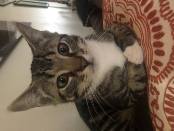 Warwick Wildcats Ziggy, patiently waiting. Photo submitted by Jennifer Waite.