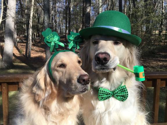 One Lucky Leprechaun Bailey & Duncan. These are probably not the "kids" you were asking for....but they are my kids. My fur kids! Bailey & Duncan get dressed up for every holiday :) Photo courtesy of Divis.