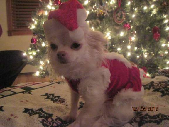 Pampered pets Submitted by Carol Truhan of Franklin, N.J. KatieBug is all ready to help Santa.
