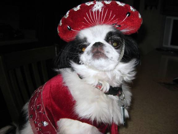Pampered pets Submitted by Karen Cowern of Milford, Pa. "Sparky is a 9 year old Japanese Chin.This was a photo of him in his Mariachi outfit."