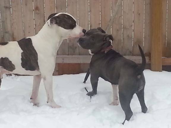 Vote for the best holiday photo Submitted by Donna Babcock of Port Jervis, N.Y. "Busta had to show karma snow is fun , because she was scared."