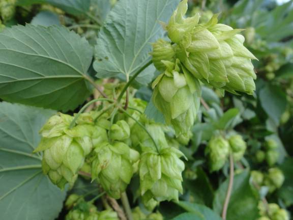 Penning’s hop crop offers brewers local flavor Additional photos can be found online at warwickadvertiser.com A cluster of hops grows from one of the vines.