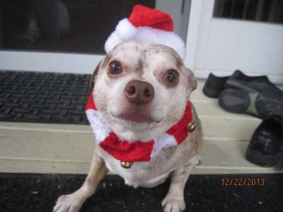 Pampered pets Submitted by Carol Truhan of Franklin, N.J. "This is Bailey. He is my foster doggie who was so happy to get dressed up. A fantastic chihuahua with a huge heart and love for his people and the holidays. Here he is posing his funny look before going out to play with the rest of the gang."