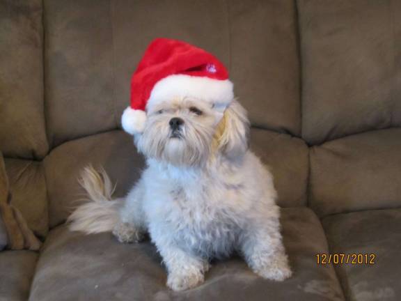 Vote for the best holiday photo Submitted by: Sue Novakowski of West Milford, N.J. "Bailey waiting for Santa."