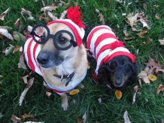 Pampered pets Submitted by Michele Harrison of Hewitt, N.J. "I see Duke, I see Cooper...But wheres waldo? (Duke is on the left, Cooper is on the right)"