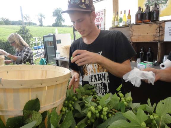 Penning’s hop crop offers brewers local flavor Jeff Burgholzer picks hop flowers off the vine.