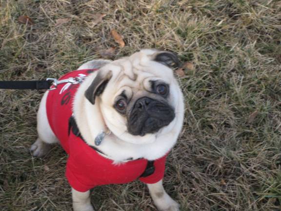 Only 2 days left to vote! Submitted by: Leanne Crouthamel of Milford, Pa. "Charlie's Xmas at grammy's house."