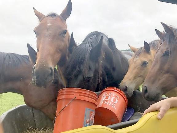 This provided photo represents taking care of the horses at the Iron Horse Sanctuary.