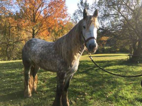 Winslow host holiday photos with therapy horses This is The Dance, a member of the Winslow herd. Winslow won this Gypsy Vanner in a Facebook contest by logging the second most likes over a two-month period on The LexLin Gypsy Vanner website.