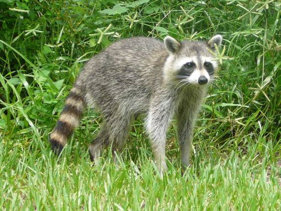 Warwick Valley Humane Society urges owners to protect all pets from rabies Not all raccoons carry rabies but they are one of the most common carriers of the disease in the United States.