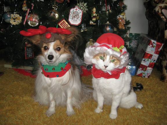 Vote for the best holiday photo Submitted by: Maxine Keglovits of Vernon, N.J. "Santa's reindeer, Rudolph, is timidly sitting next to Mrs. Claws for a Christmas photo."
