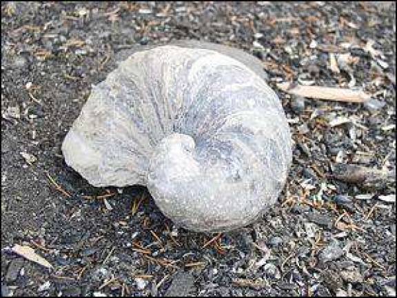 Museum to host fossil program Museum to host fossil program