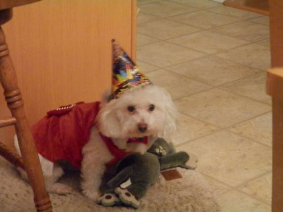 Pampered pets Submitted by Denise Ayala of Milford, Pa. "Our dog Sugar is always dressed for any occasion. She has her Christmas dress on with her New Years party hat on with it. She is always ready to celebrate and have fun with her family."