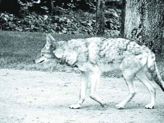 Coyote attacks small dog in Goshen The eastern coyote, like the one pictured, has been pushed out of its usual habitat and now lives in closer proximity to humans, according to Dr. Joan Gramazio of Monroe Animal Hospital.