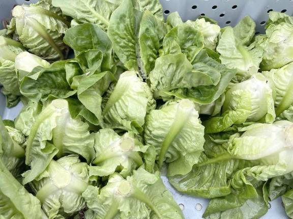 Bib lettuce