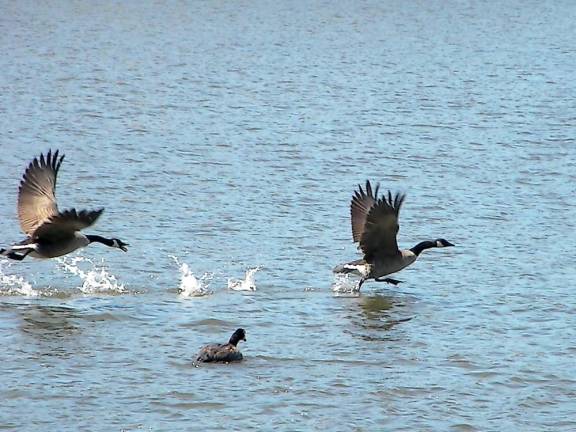 Feathers drifting across picnic tables Wild goose chase