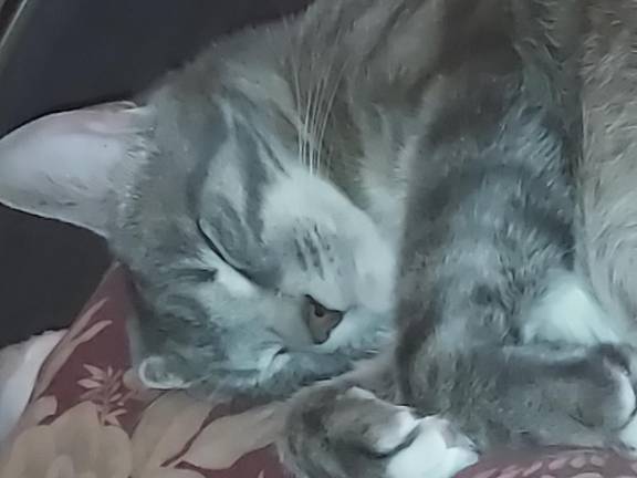 Warwick Wildcats Moon, submitted by Carmen Gillian.