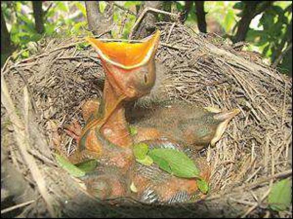 Wildlife: If you care, leave them there Wildlife: If you care, leave them there