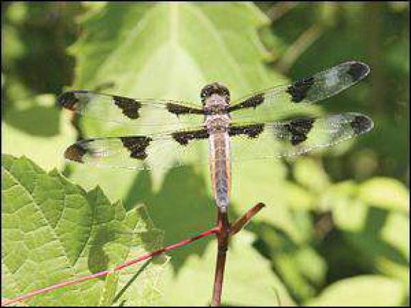 The wonderful world of dragonflies and damselflies The wonderful world of dragonflies and damselflies