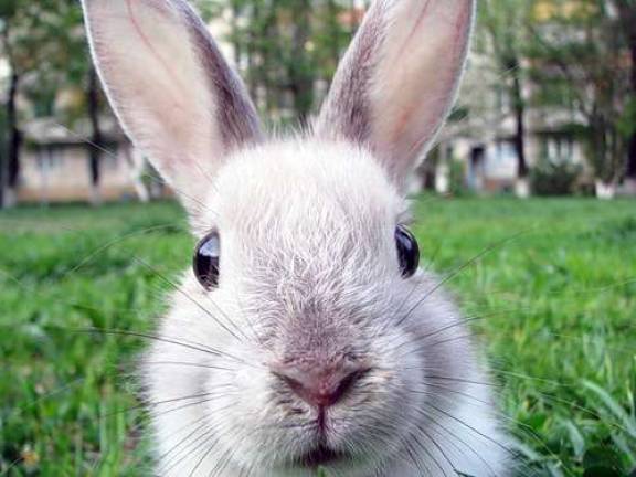 Easter Bunny visits Florida The Easter Bunny will be in the Village of Florida on March 31.