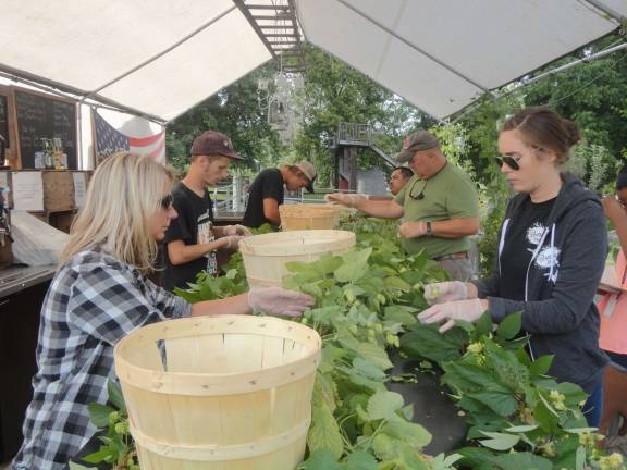 Penning’s hop crop offers brewers local flavor Pulling the hops from the vine by hand efficiently requires several people to work together.